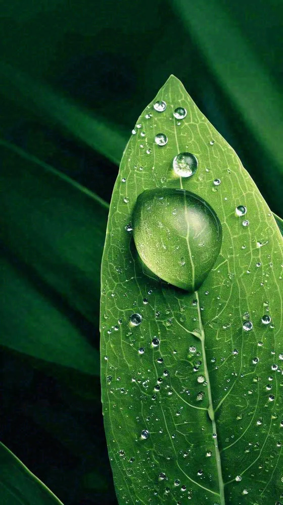 春天树叶草叶上晶莹剔透的水珠，雨水摄影图(816x1456)