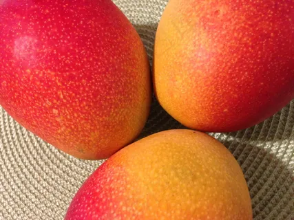 红贵妃芒果图片