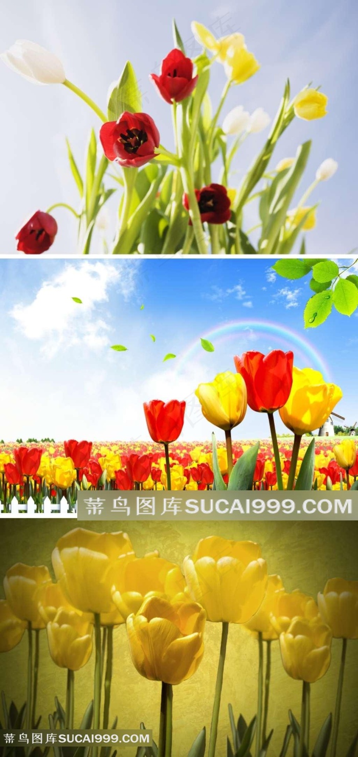 郁金香鲜花摄影