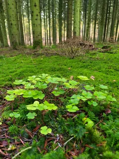 森林草地四叶草图片