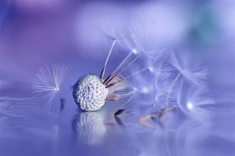 唯美梦幻蒲公英鲜花图片 唯美梦幻蒲公英鲜花图片