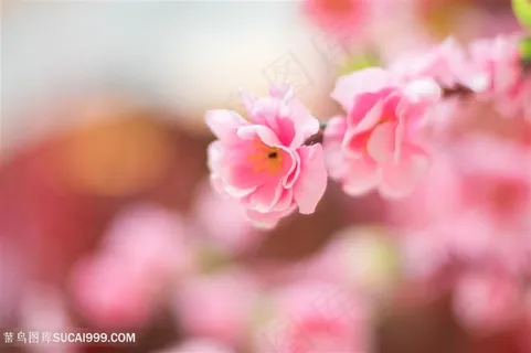 唯美桃花高清图片