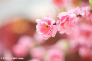 唯美桃花高清图片