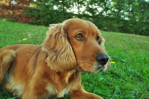 纯种美国可卡犬图片 纯种美国可卡犬图片