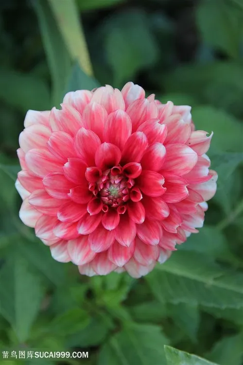 美丽大丽花图片素材