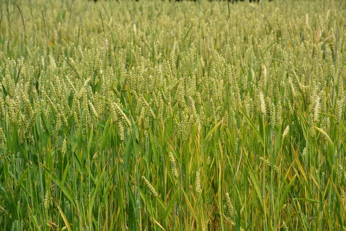 麦田麦穗风景图片