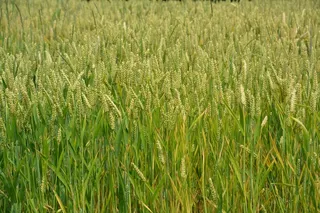 麦田麦穗风景图片