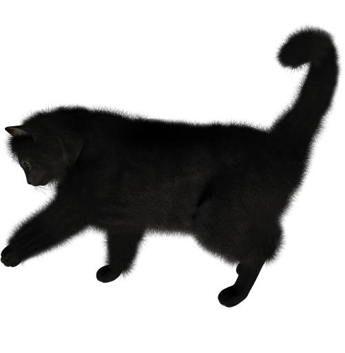 猫 PNG 图像免抠