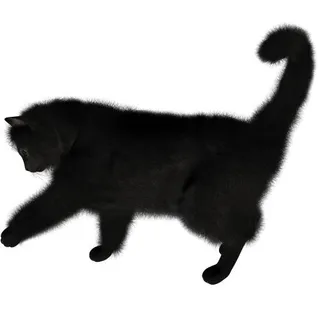 猫 PNG 图像免抠