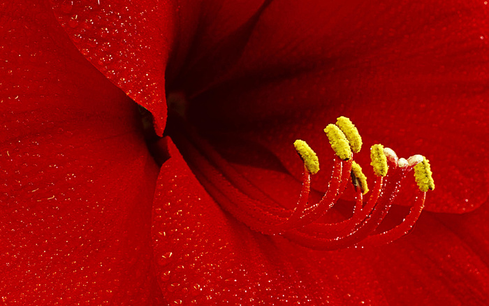 鲜艳红色百合花图片