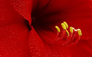 鲜艳红色百合花图片