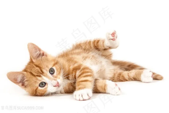 蹬腿的小猫咪图片