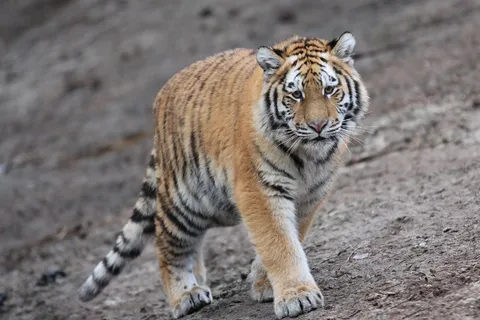 老虎动物园百兽之王虎王野生老虎动物