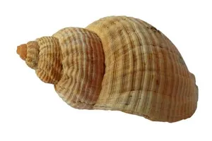 贝壳 PNG免抠