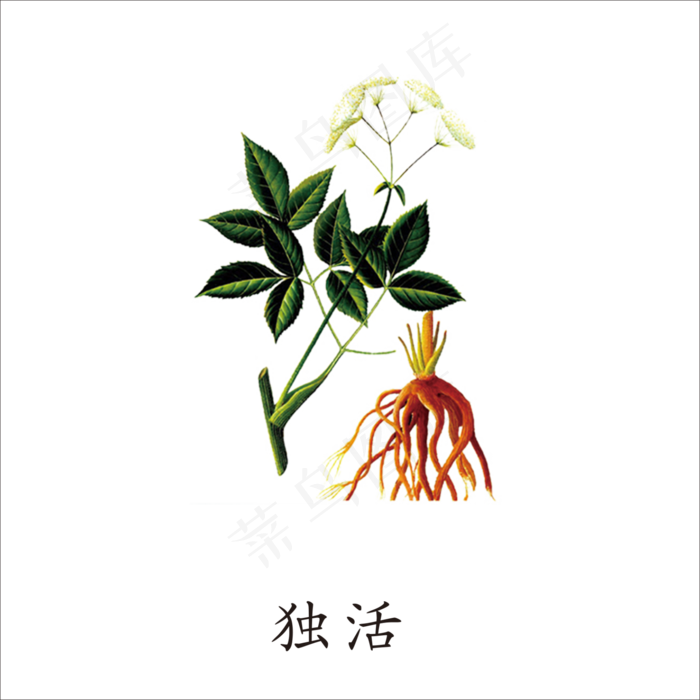 手绘草本中药药材独活