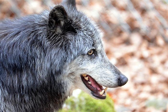 严谨的野生动物狼图片