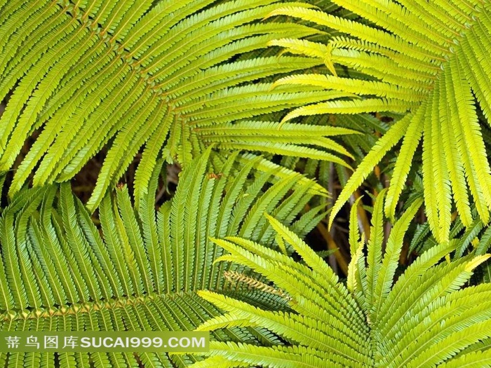 高清蕨草环保壁纸