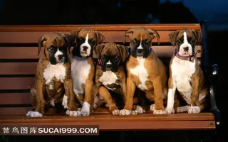 座椅上坐着的五只小狗摄影