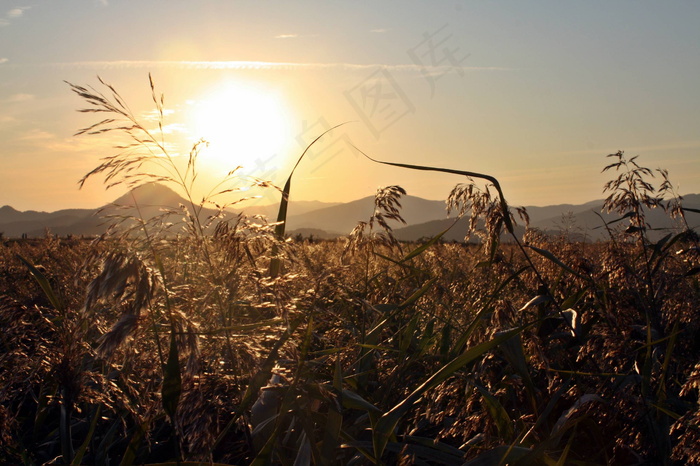 黄昏玉米地图片