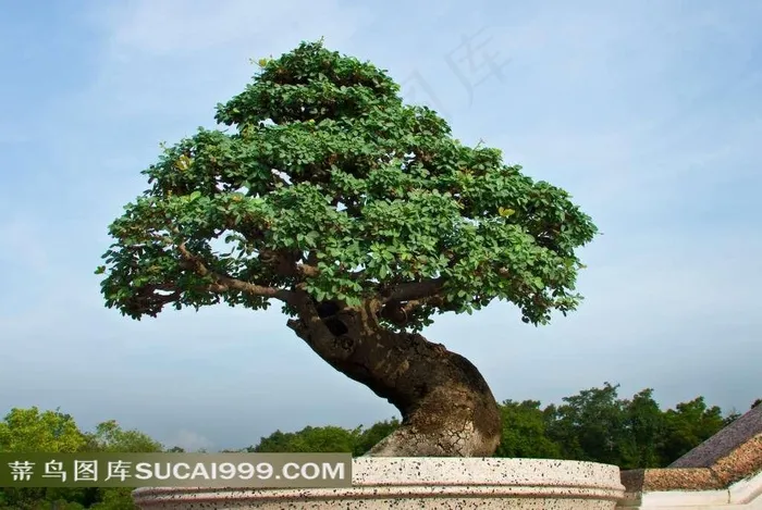 绿色盆景盆栽