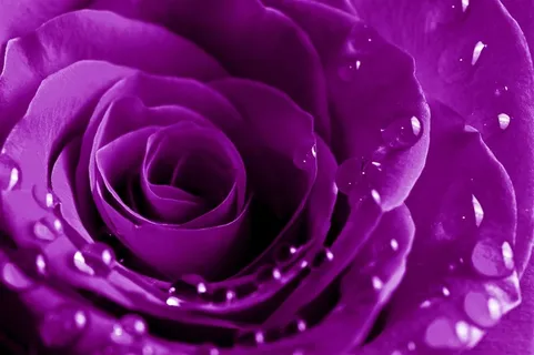 露珠紫色玫瑰
