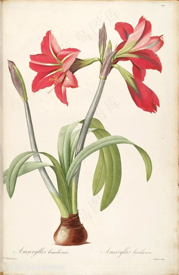 雷杜德原版高清唯美红色兰花花卉插画