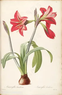 雷杜德原版高清唯美红色兰花花卉插画 雷杜德原版高清唯美红色兰花花卉插画