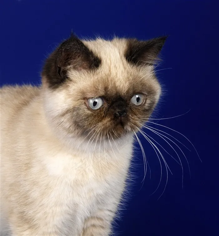 一脸委屈的猫咪图片