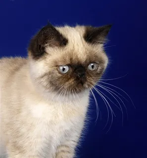 一脸委屈的猫咪图片