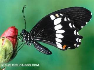 抱着红色花骨朵的蝴蝶摄影素材