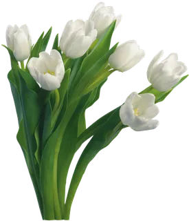 免抠白色兰花素材