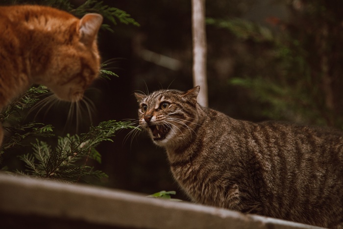 可爱猫咪猫猫摄影素材