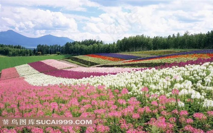 唯美的彩色花海