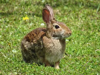 白色可爱兔子摄影素材