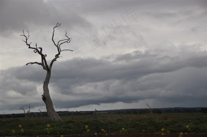 戈壁枯树图片素材