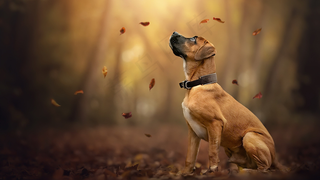 秋天秋日树落叶小狗高清背景