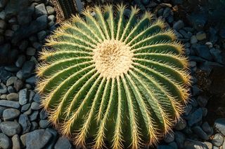 绿色仙人掌仙人球摄影素材