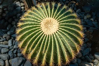 绿色仙人掌仙人球摄影素材