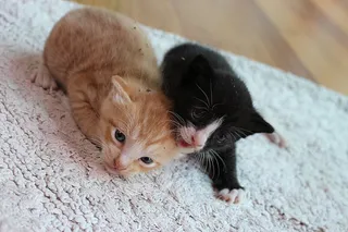 可爱猫咪 动物 素材 奶萌 (139)