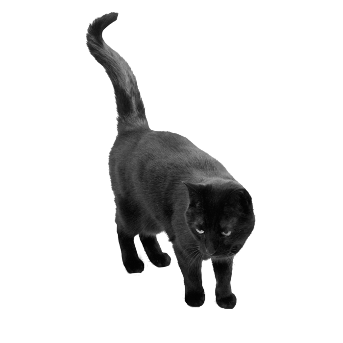 猫流浪猫野猫山猫动物猫仔设计素材黑猫