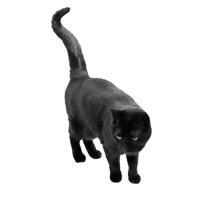 猫流浪猫野猫山猫动物猫仔设计素材黑猫