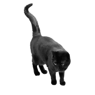 猫流浪猫野猫山猫动物猫仔设计素材黑猫