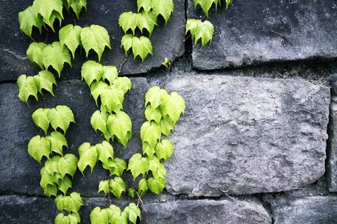 爬山虎藤蔓图片 爬山虎藤蔓图片