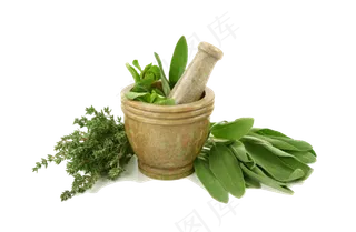 手绘草本中药药材