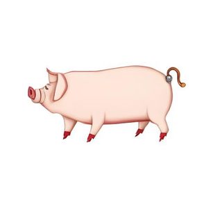 猪动物免抠
