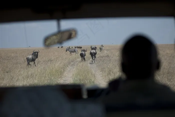 在车内看到的斑马牦牛摄影高清图片