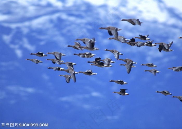 可爱鸟儿-蓝天下翱翔的鸟儿