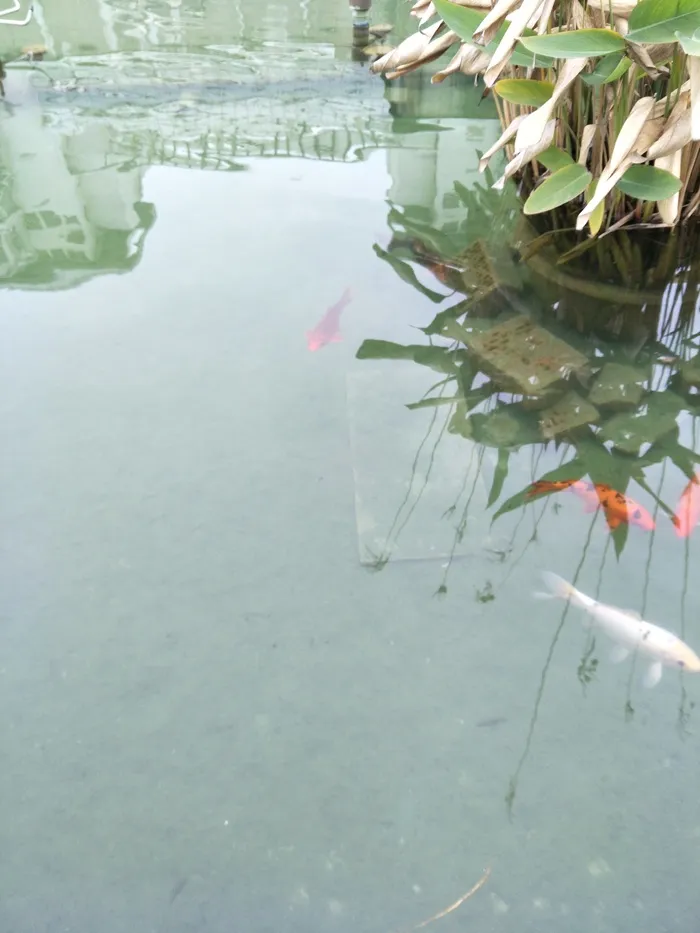池塘的金鱼