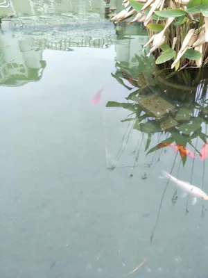 池塘的金鱼