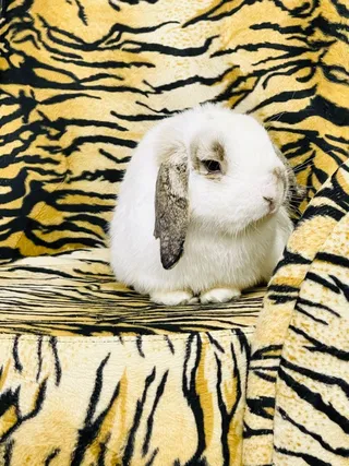 白色可爱兔子摄影素材